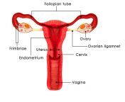 womans reproductive system scaled.jpg from female reproductive systems sex timegla shapla kata laga sex