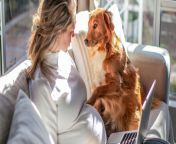 pregnant woman working on her laptop at home while her dog looks for her attention 1200x628 facebook.jpg from www dogsexgirl com
