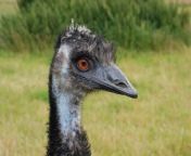 standard emu 48458.jpg from emut