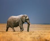 elephant wild t jpgmbidsocial retweet from elpant se