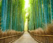 arashiyama forest kyoto japan gettyimages 528314677.jpg from pretty japan