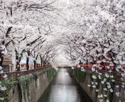 meguro river cherry blossoms gettyimages 166147357.jpg from pretty japan