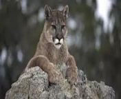california mother saves 5 year old from mountain lion attack details here.jpg from cougar kolk