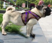 pt32259188 trendy dog harness dog climbing harness designer dog harness and leash s for small and medium dogs by best pet supplies.jpg from কুকুর এস
