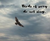228 birds of prey do not sing.png from www prey sing