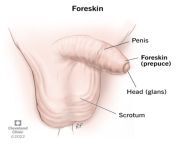 23715 foreskin from pennis head