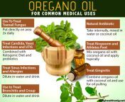oreganooil medicaluses2 1 pngv1575914068 from use ol