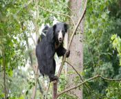 sloth bear 20210909 131sb jpgitokefvitlar from indian long hiar sex sri lanka sinhala badu