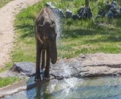 asian.elephant.outdoors.water.splash.20180503.9954rp.jpgh8165685citok8fd7np2. from bengali mom sleeping son sex