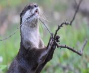 asian small clawed otter.jpg from indian 60 old man sexu