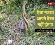 snake mating 95799876 jpgimgsize170344width1200height900resizemode75 from and jangli janwar sexy pyasi housewife sex affaire hindi videos hostel pussy shaving time videos breast milk sex videos freew xvideo com