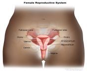 609921 571.jpg from reproductive anatomy