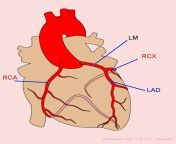 600px coronary anatomy.png from hart cor