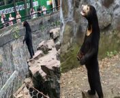 hangzhou zoo sun bear 2 jpgitokulmihydx from china zo