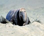 northern elephant seal bull on beach front view.jpg from elpant se