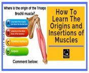 how to learn the origins and insertions of muscles level 3 anatomy 768x427.jpg from insertions