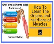 how to learn the origins and insertions of muscles level 3 anatomy.jpg from insertions