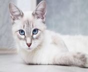 siamese thai blue eyed cat catinrocket shutterstock 768x512.jpg from asiancat