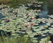 lily pad pond lotus swap water outdoor waterlily lily.jpg from pond swap