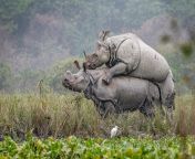 mating rhino pair at pobitora wildlife sanctuary 260522 pixahive.jpg from animais acasalando