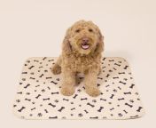 pottybuddy beige f1bd13a5 afa0 4c3f 98c6 ae1a0c679b52 2000x jpgv1682745404 from doggy