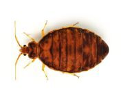 bed bug.jpg from bug wpg
