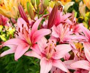 lily care pink.jpg from indian lily self