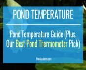 fb pond thermometer temperature.png from pond temp avoid lies