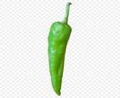 pngtree green hot pepper png image 5726988.jpg from حار