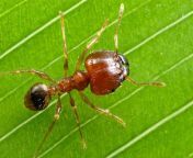 big headed ant megacephala 768x512.jpg from bbb sxex muslem big ant sex hilpa poto