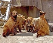 2601436 a picture of six bears looking like they are in a huddle playing football.jpg from bears six
