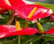 62275694 shiny flowers and leaves on red anthurium plant.jpg from shinyflowers