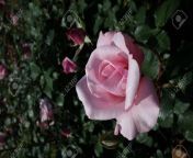 164752490 light pink flower of rose kasumi in full bloom.jpg from kasumi rose