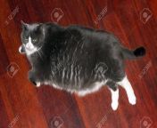 72357015 fat pussy cat with big belly relaxing on the floor in the house after a good meal.jpg from bbw fat pus