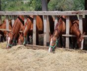 60535046 raça pura jovens éguas e potros comendo feno seco no rancho de cavalos cena rural.jpg from comendo éguas