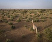 west african giraffe in giraffe zone 2 c gcfsean viljoen 1024x683.jpg from बैंगलोर बीवी प्रथम त्रिगुट साथ में सांड वह कहते हैं मैं पसंद यह धीमा hd