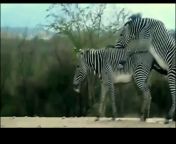 x1080 from www zebra sex videos hd download
