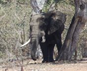rsafrican elephant kruger np tanya sanerib c max 800x800.jpg from elephent