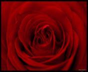 7636 16323 red rose 4.jpg from angela vitrano