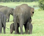sri lanka rangers spot possible rare baby elephant twins 400x267.jpg from shamna kasim nude fuck images amala polw xxx 鍞筹拷锟藉敵鍌曃鍞筹