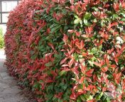red robin photinia 1 small.jpg from tbm naked robbie photema malini and boby deol nude
