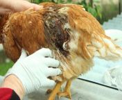 mating injury holistic hen jpgw1200 from hen mating chicken