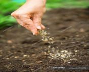 focused 180228894 stock photo close woman hand sowing seeds.jpg from xxnxxx sdn woman sowing pussy
