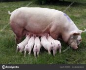 depositphotos 265596500 stock photo little pigs breast feeding closeup.jpg from porquinho mamando na