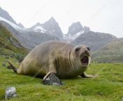 depositphotos 106509004 stock photo young elephant seal lying in.jpg from young open seal of