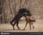depositphotos 194276920 stock photo horses having sex on the.jpg from hoursr having sex with jpg from sex vs grill view video