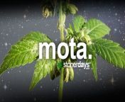 mota marijuana.jpg from mota