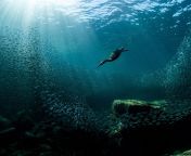 audubon photography awards 3.jpg from underwater
