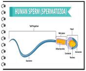 human sperm or spermatozoa cell structure free vector.jpg from sperm