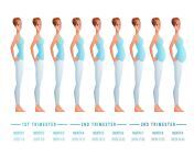 stages of pregnancy by months illustration vector.jpg from month pregnant xxx